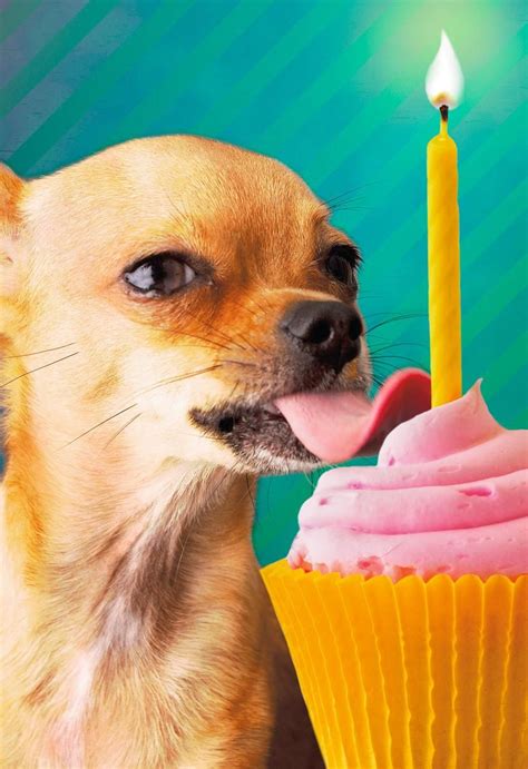 Cute Chihuahua Happy Birthday Gif