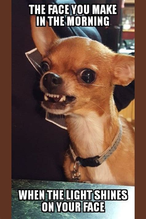 Cute Chihuahua Meme Face Drawing: The Ultimate Guide