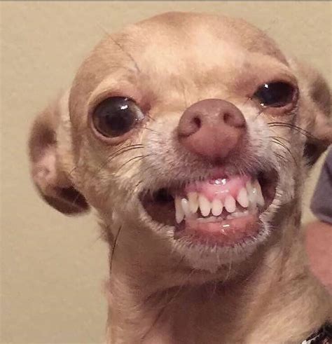 Cute Chihuahua Teeth Smile