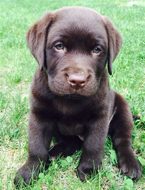 Cute Chocolate Labrador Puppies For Sale Near Me Bleumoonproductions