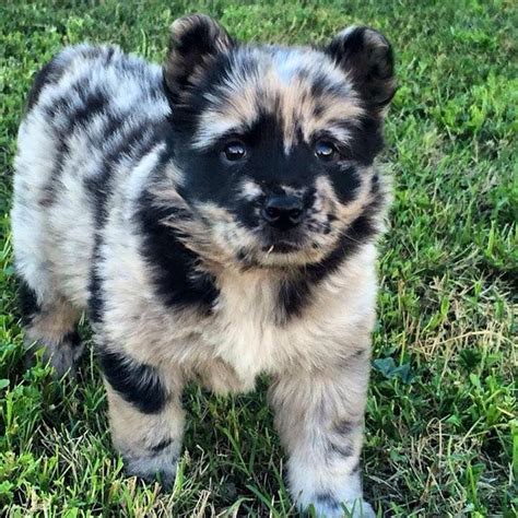 Cute Chow Chow Australian Shepherd Mix Puppies For Sale