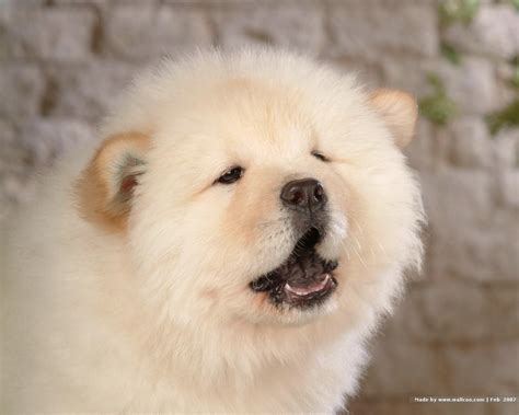 Cute Chow Chow Puppy Wallpaper: The Perfect Addition To Your Screen