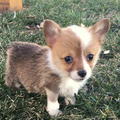 Cute Corgi Puppies For Sale In Vancouver Wa