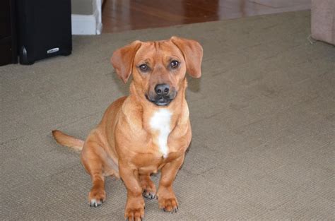 dachshund and beagle mix= cutest dog ever! i want this dog... Puppies