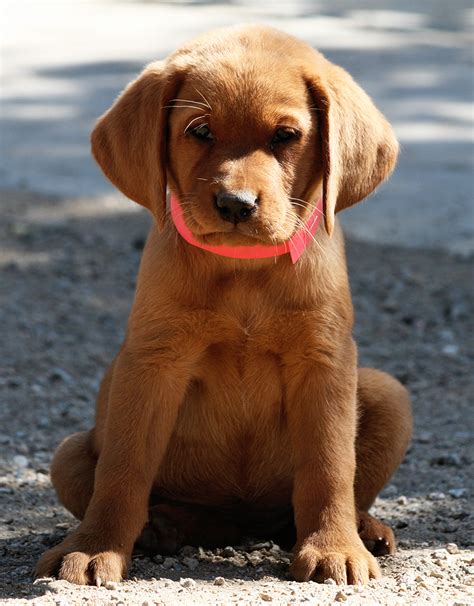 Cute Dark Fox Red Labrador Puppies For Sale