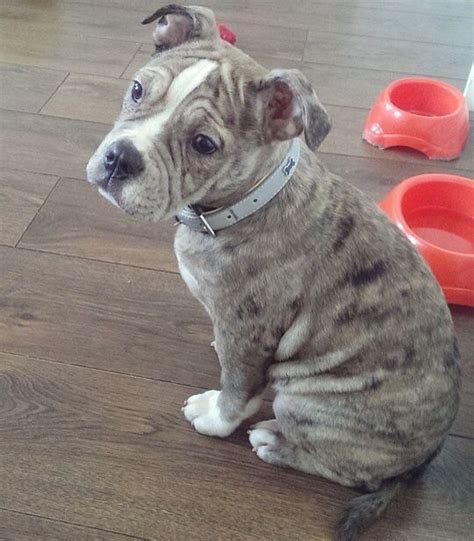 Cute English Bulldog Frenchie Mix: The Adorable Hybrid Of Two Breeds