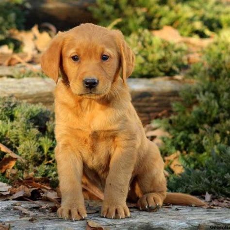 Cute Golden Labrador Retriever Puppies For Sale Near Me