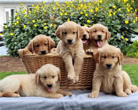 Cute Golden Retriever Puppies For Sale London