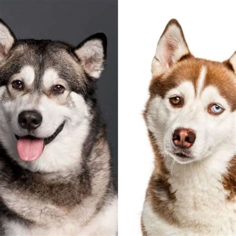Comparison Between Alaskan Malamute And Siberian Husky Malamute