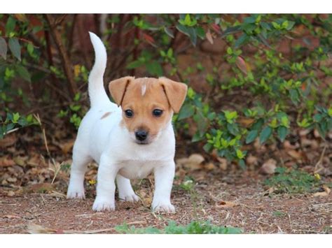 Jack Russell Puppies in East Rand (19/12/2019)