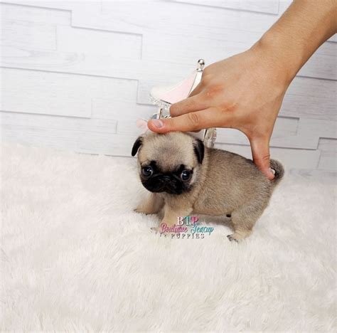Cute Mini Teacup Pug Puppies For Sale