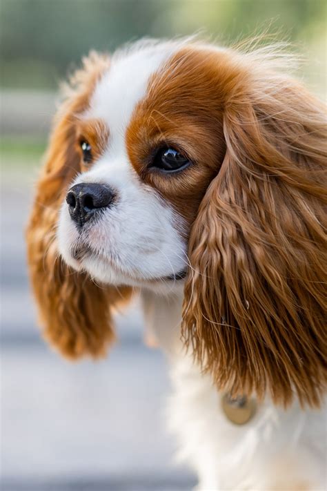 Cute Pictures Of Cavalier King Charles Spaniels