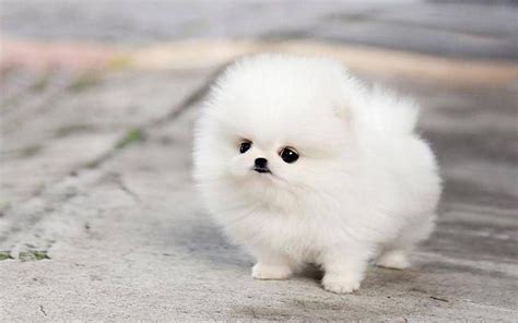 Cute Pomerania Enano Blanco: A Fluffy And Adorable Dog Breed