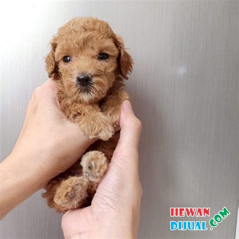 Cute Pudel Coklat: The Adorable Brown Poodle