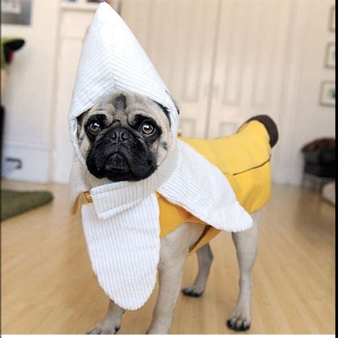 Cute Pug In Costume