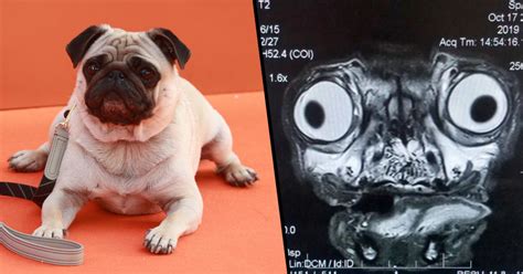 Cute Pug Skull Mri: Understanding The Importance Of Imaging For Dogs