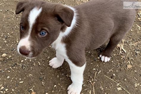 Pembroke Welsh Puppies For Sale Boise, ID 293466