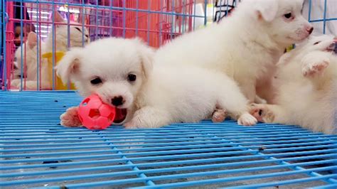 Pomeranian Puppies For Sale In Riyadh Cat's Blog