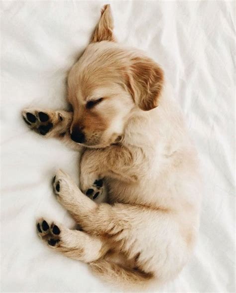 Cute Puppies Lying Down