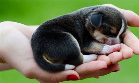 Cute Puppies That Stay Small And Don't Shed