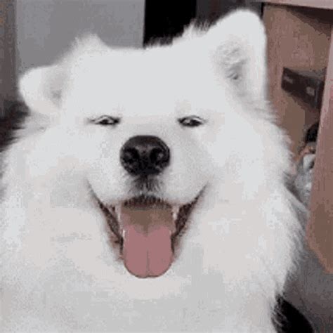 Cute Samoyed Gif: The Adorable Dog Trend In 2023