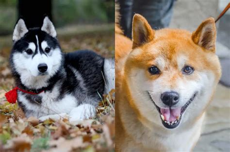 Cute Shiba Inu Mixed With Husky: A Unique And Adorable Dog Breed