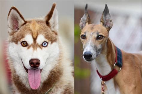 Half husky, half greyhound, all cute.