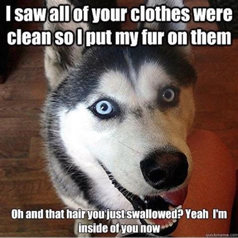 OMG HE’S MAD NOW 🤣 Funny dogs, Husky funny, Dog quotes funny