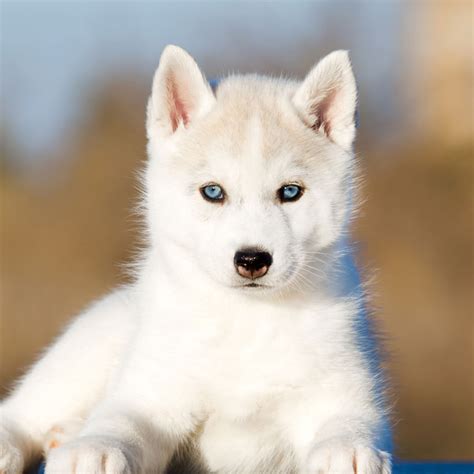 Cheap Siberian Husky Puppies For Sale Near Me PETSIDI