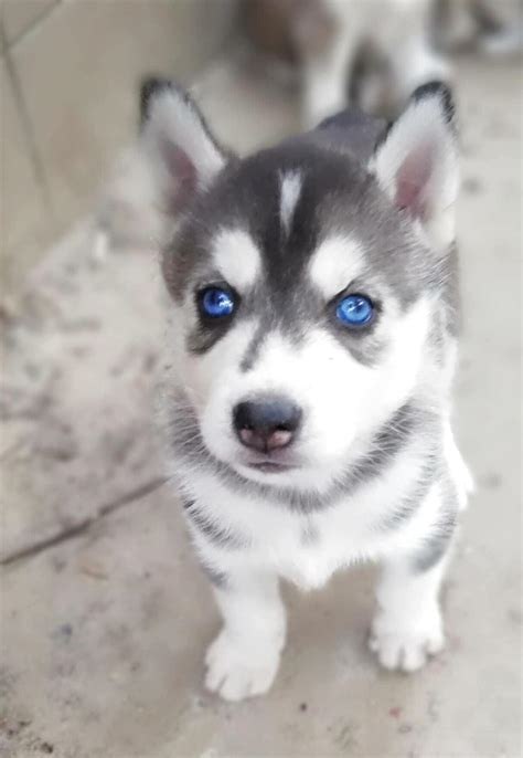 Cute Siberian Husky Puppies For Sale Uk