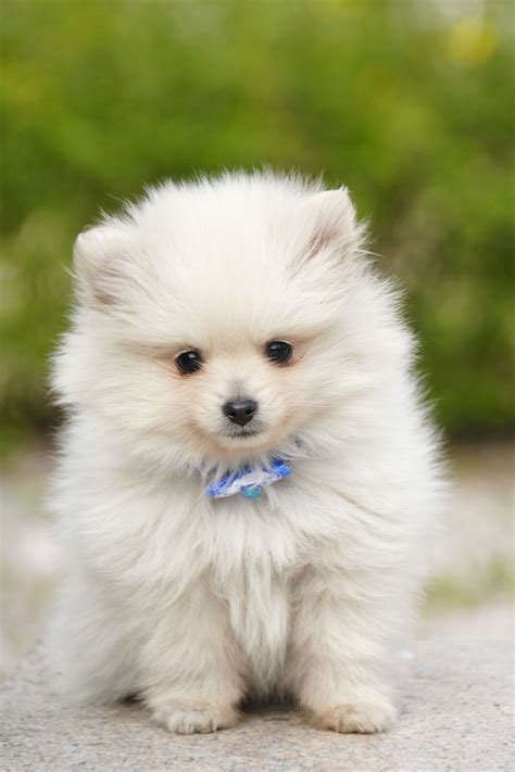 Cutest Fluffy Cute Small Dogs Cute dog wallpapers