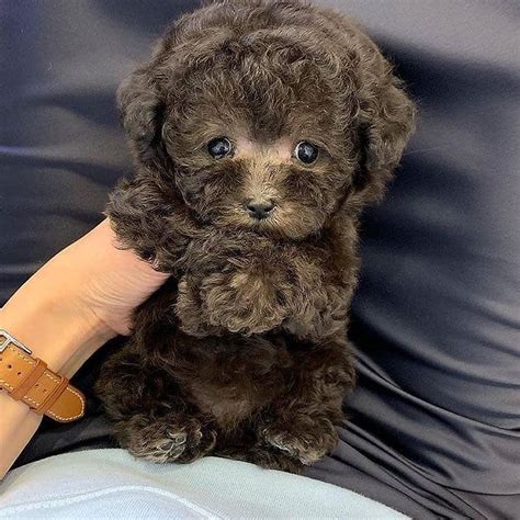 Poodle, Cute Teacup Poodle puppies for sale, Dogs, for Sale, Price