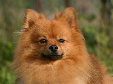 Cute Tipos De Pomerania Cara De Zorro: A Guide To The Adorable
Fox-Faced Pomeranians