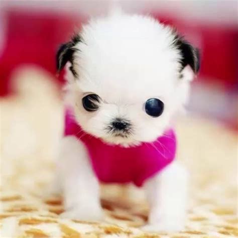 Ten Cutest Puppies In The World