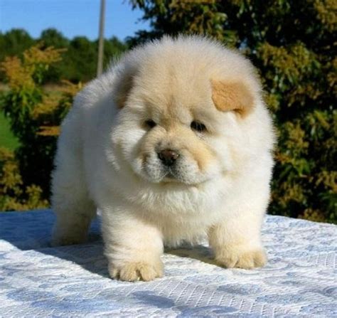Cute White Chow Chow Puppy