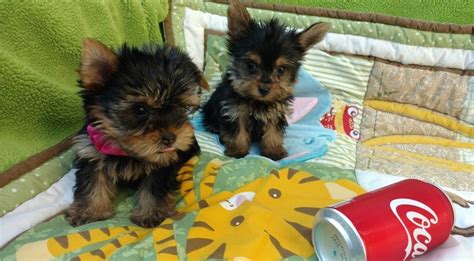 Cute Yorkie Puppies For Sale In Kansas City Mo