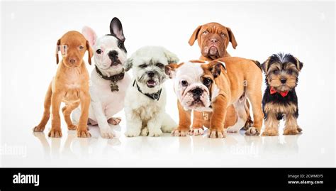 Cute 6 Dogs