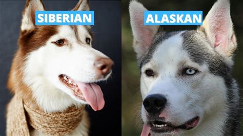 Cute Alaska Husky Vs Siberian Husky: Which One Is The Best For You?