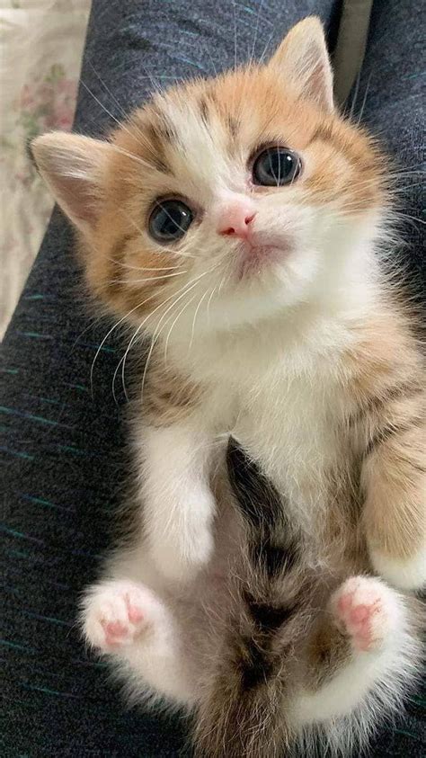 Cute And Adorable