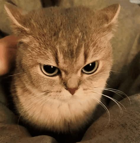 Cute Angry Meme