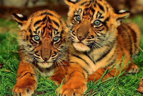 Cute Animal Baby
