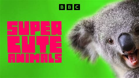 Cute Animals Bbc