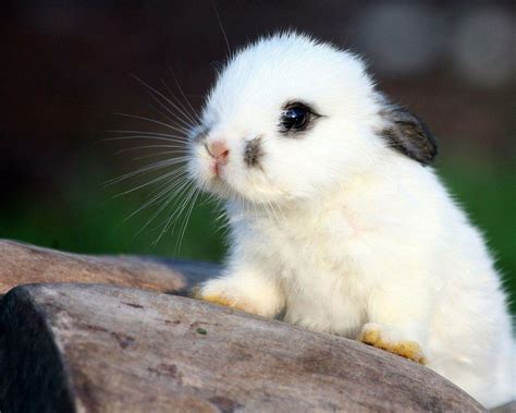 Cute Animals Bunnies