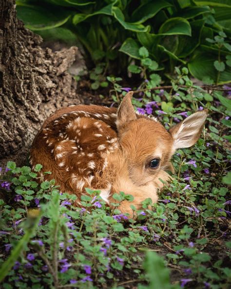Cute Animals Deer Baby
