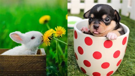 Cute Animals Doing Funny Things