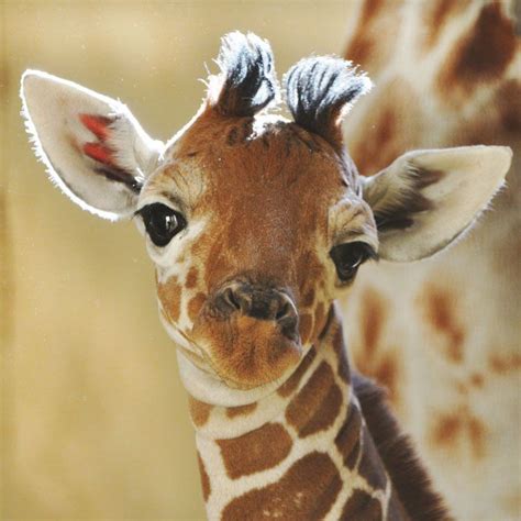 Cute Animals Giraffe Baby