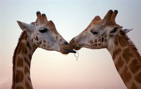 Cute Animals Kissing
