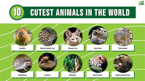 Cute Animals List