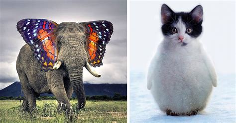 Cute Animals Mixed Together