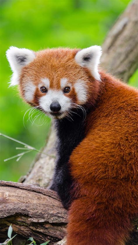 Cute Animals Pictures